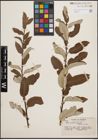 Foto von Salix coulteri Andersson